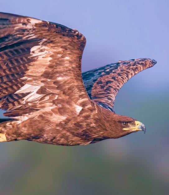 Fostering Our Biodiversity