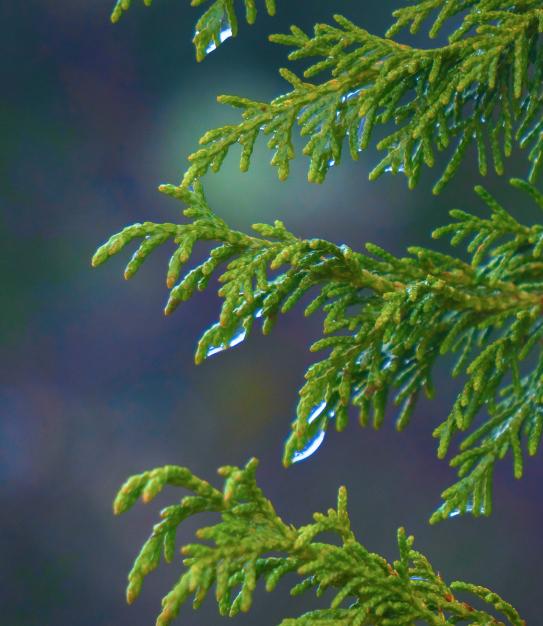 Shielding Our Ecosystem