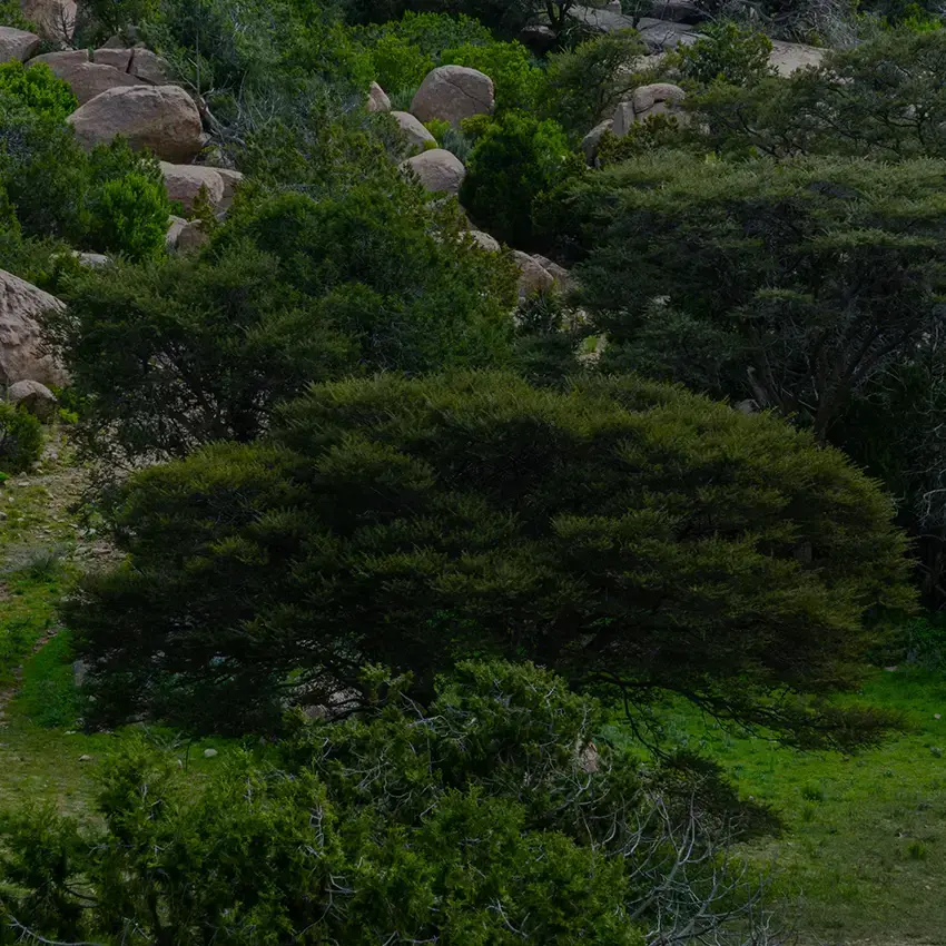 Immersive Natural Escape